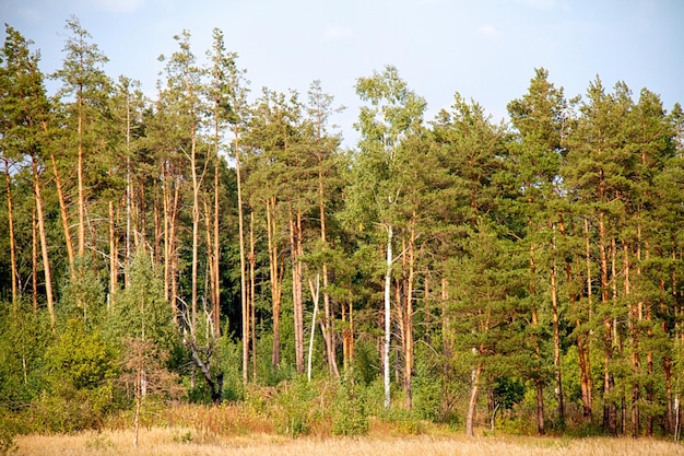 Foresta in estate Russia