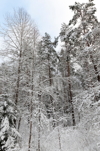 foresta in gelate