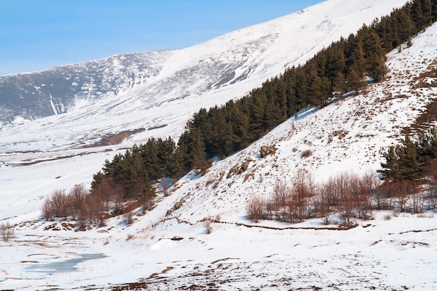 Foresta in montagna innevata