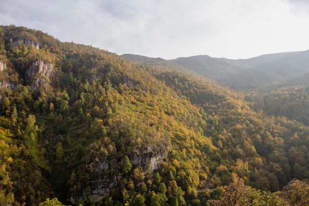 Foresta in montagna