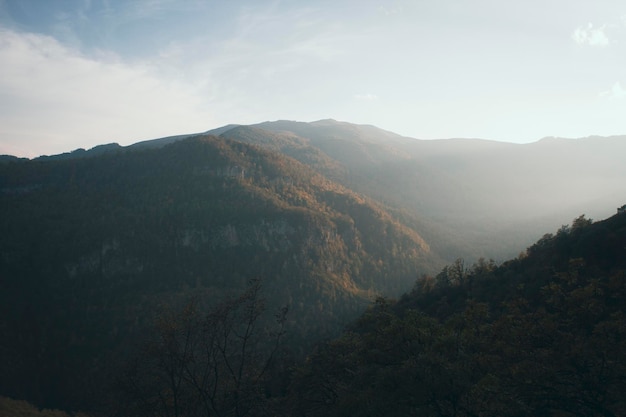 Foresta in montagna