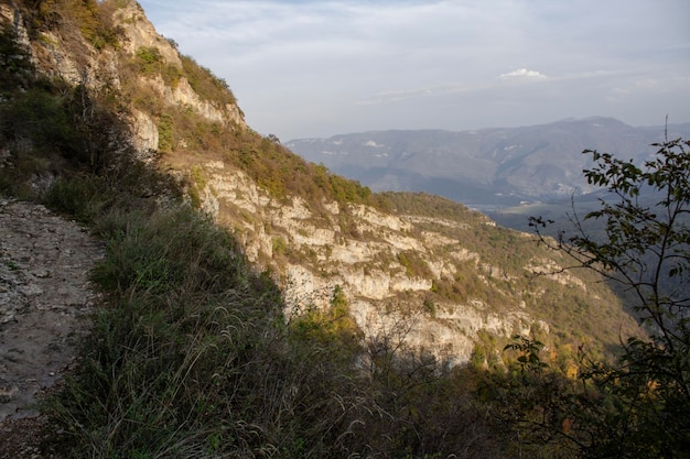 Foresta in montagna