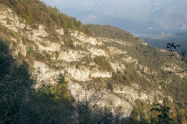 Foresta in montagna