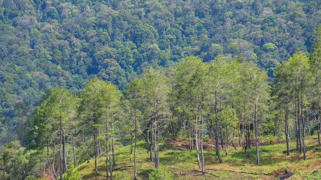 Foresta in montagna