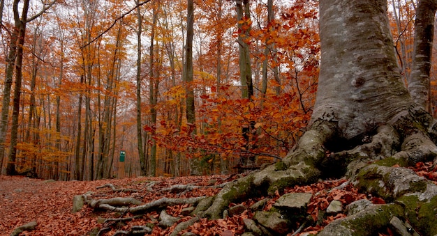 Foresta in piena stagione dell&#39;autunno