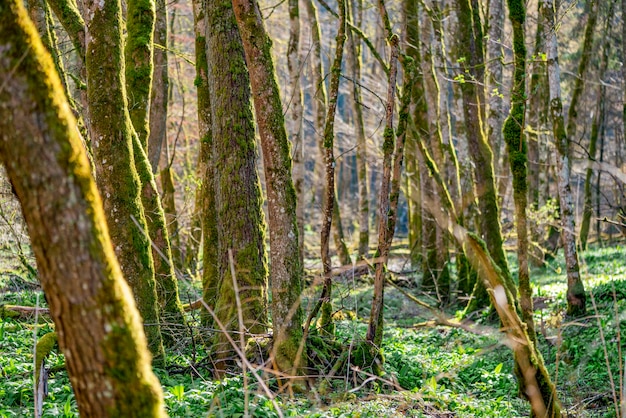 foresta in primavera