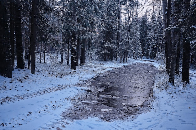 foresta in riva al lago, paesaggio invernale, vista sulla natura del ghiaccio trasparente