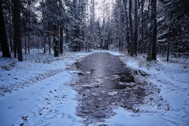 foresta in riva al lago, paesaggio invernale, vista sulla natura del ghiaccio trasparente