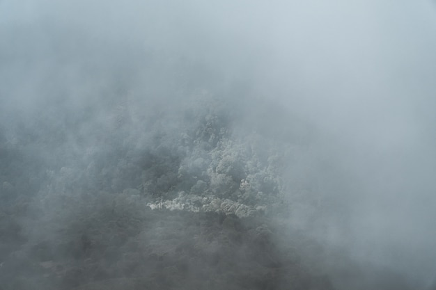 foresta in una nebbia