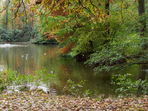 foresta in Westfalia