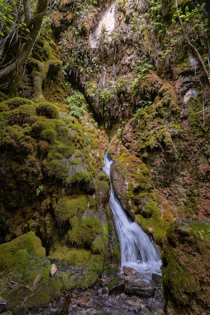 Foresta incantata dell'higueral a pozo alcon