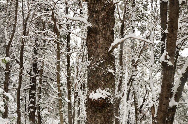 foresta innevata con molta neve sui suoi alberi