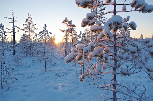 Foresta innevata d'inverno al tramonto. Bellissimo paesaggio natalizio