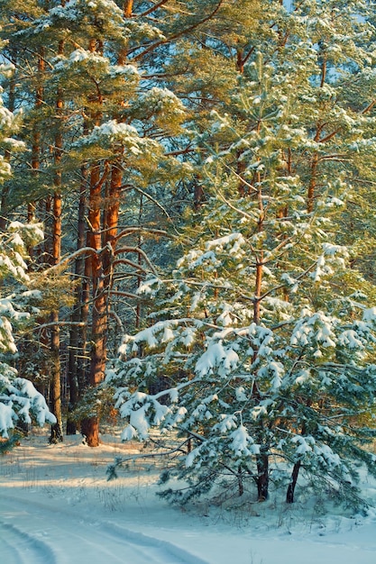 Foresta innevata d'inverno