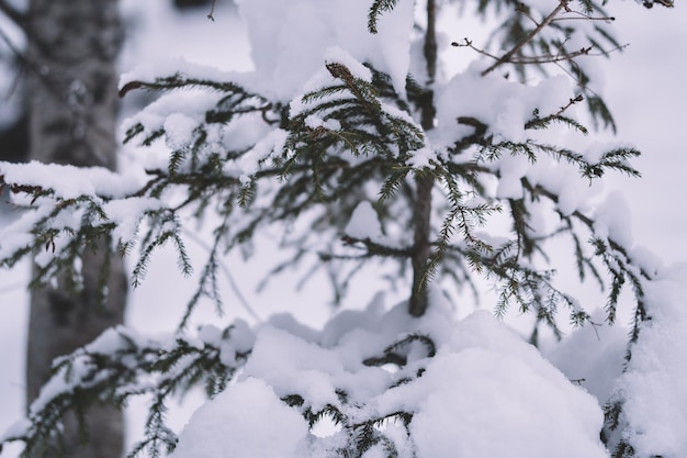 Foresta innevata in inverno