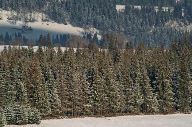 Foresta innevata in inverno