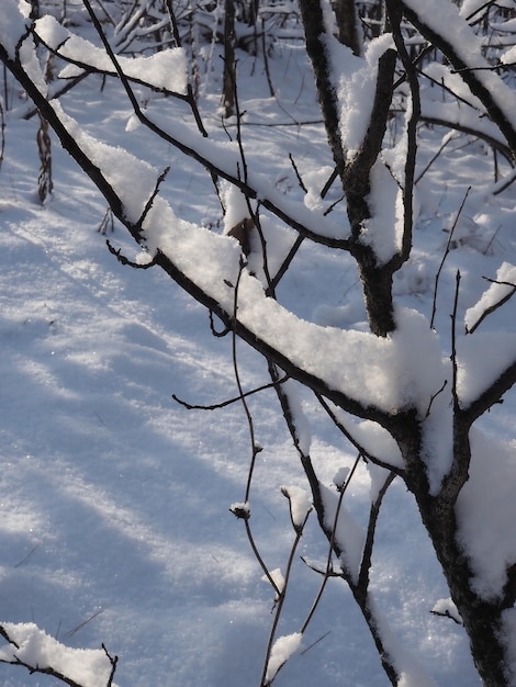 foresta innevata invernale