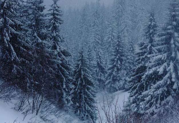 Foresta innevata scenica nella stagione invernale. Buono per lo sfondo di Natale.