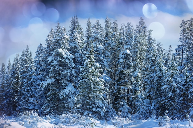 Foresta innevata scenica nella stagione invernale. Buono per lo sfondo di Natale.