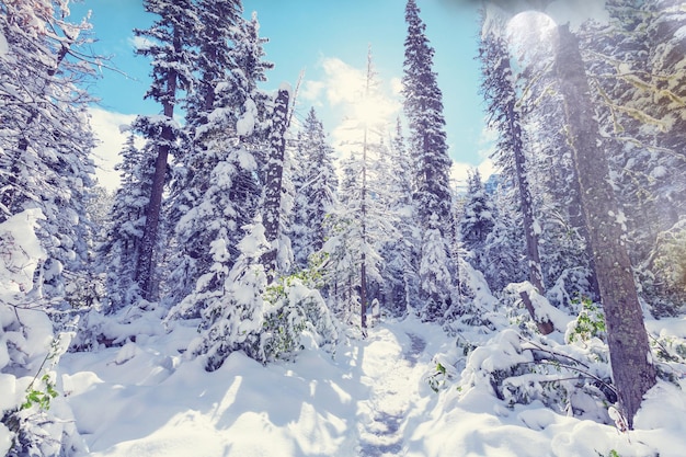 Foresta innevata scenica nella stagione invernale. Buono per lo sfondo di Natale.