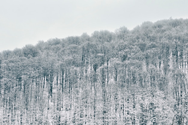 Foresta innevata sulla collina. Paesaggio invernale