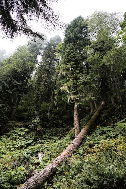 Foresta invasa autunnale verde intenso per lo sfondo