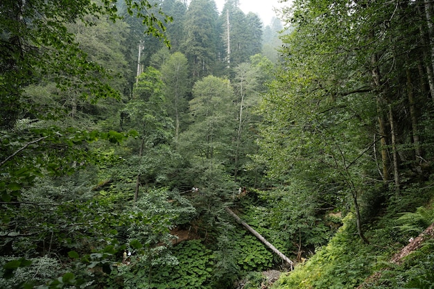 Foresta invasa autunnale verde intenso per lo sfondo