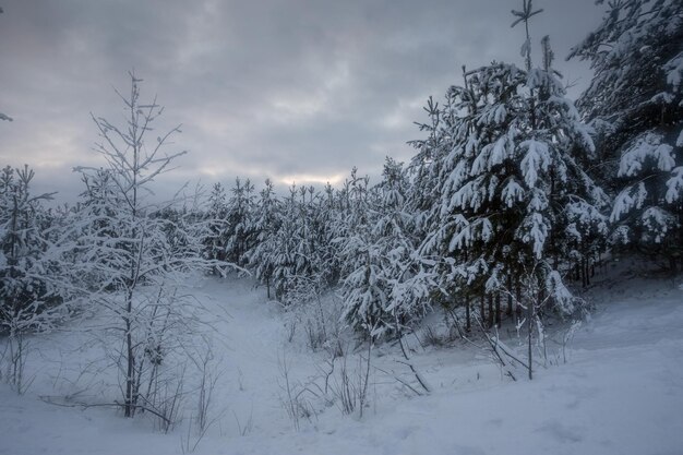 Foresta invernale, alberi nella neve, foto della natura, mattina gelida