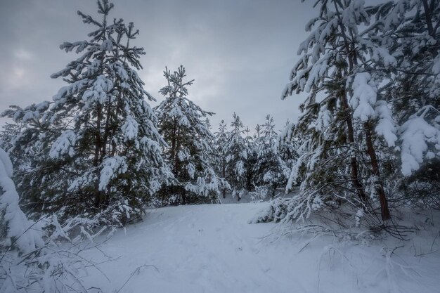 Foresta invernale, alberi nella neve, foto della natura, mattina gelida