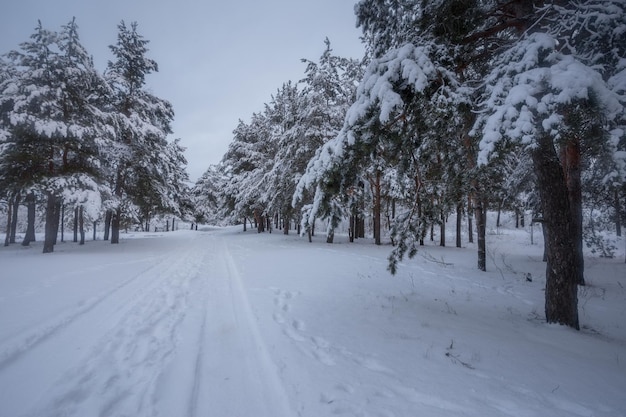 Foresta invernale, alberi nella neve, foto della natura, mattina gelida