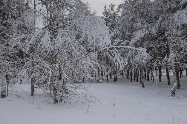 Foresta invernale, alberi nella neve, foto della natura, mattina gelida