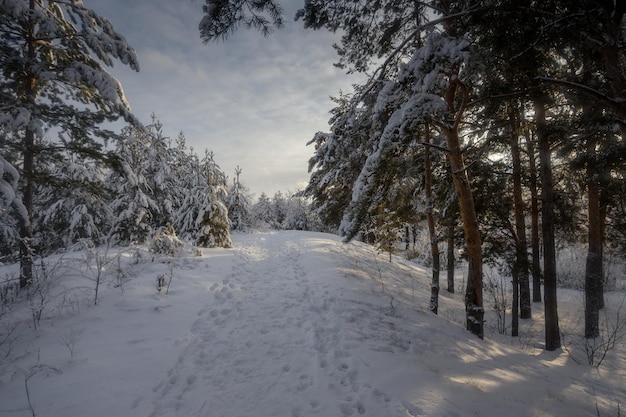 Foresta invernale, alberi nella neve, foto della natura, mattina gelida