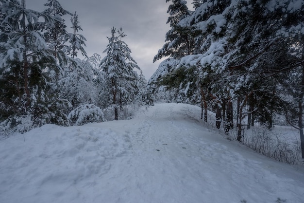 Foresta invernale, alberi nella neve, foto della natura