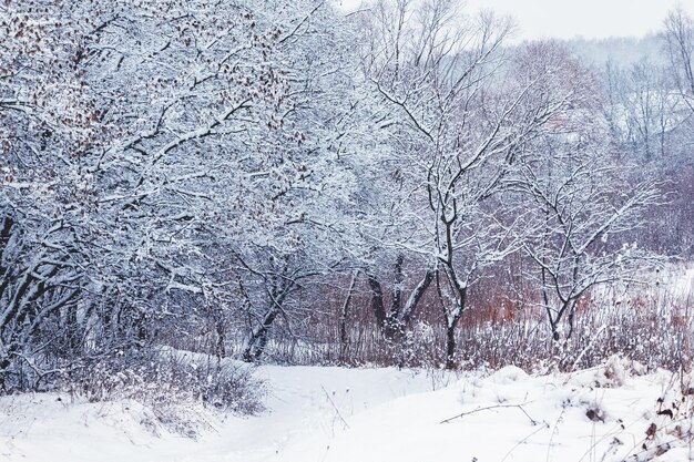 Foresta invernale con alberi innevati dopo forti nevicate