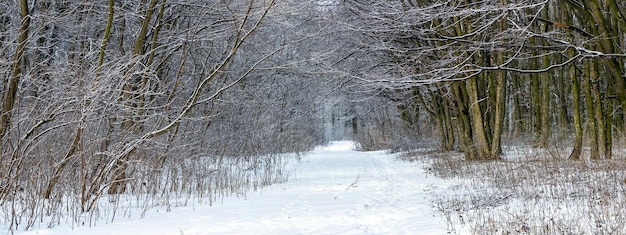 Foresta invernale con alberi innevati e una strada tra gli alberi