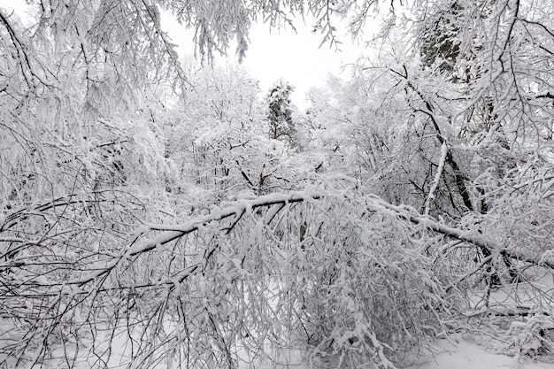 Foresta invernale con alberi senza fogliame