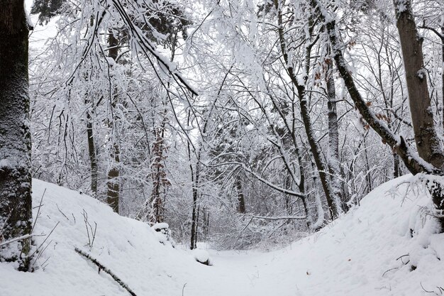 Foresta invernale con alberi senza fogliame