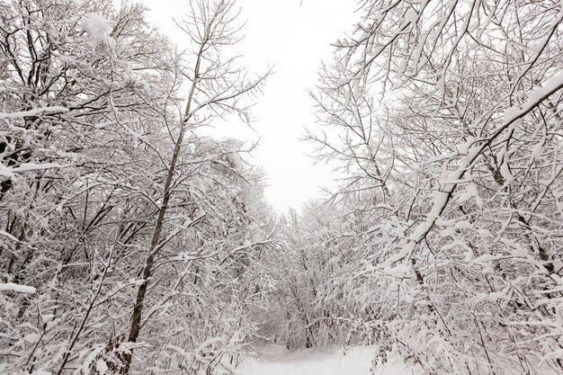 Foresta invernale con alberi senza fogliame