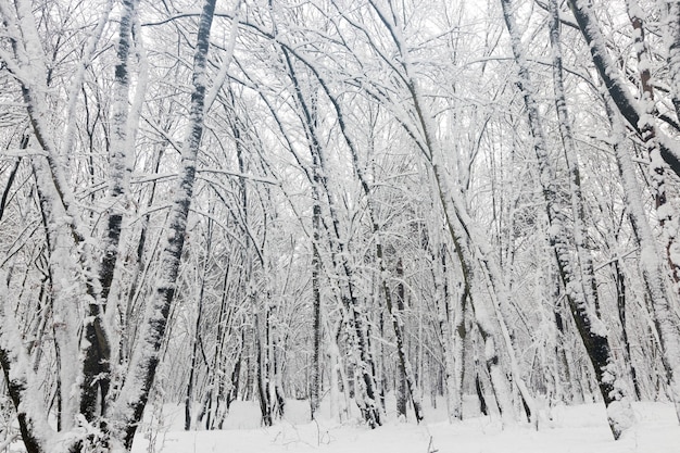 Foresta invernale con alberi senza fogliame