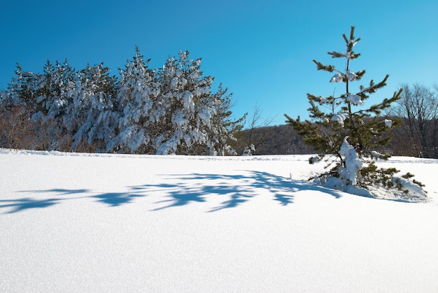 Foresta invernale con neve bianca profonda sugli alberi