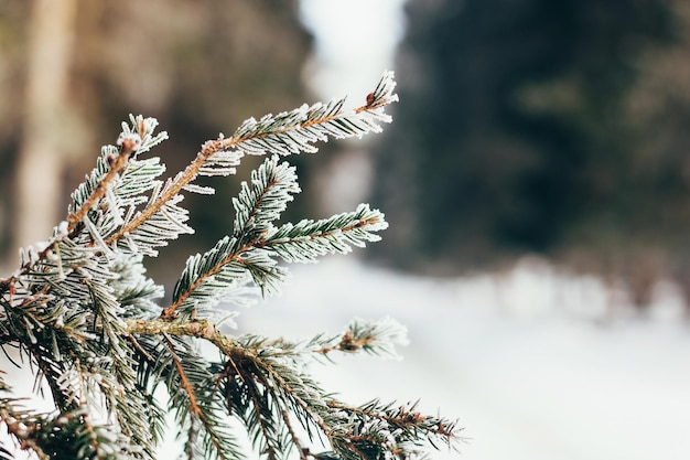 Foresta invernale con neve su alberi e pavimento