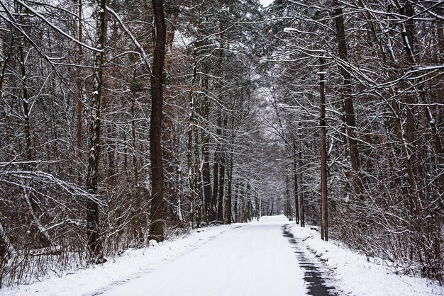 Foresta invernale con sentiero e alberi ricoperti di neve naturale all'aperto sfondo stagionale