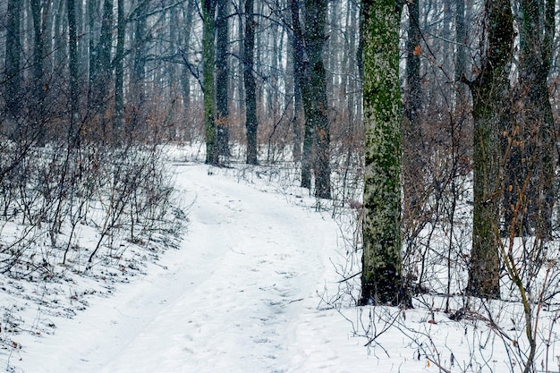 Foresta invernale con una strada innevata tra gli alberi