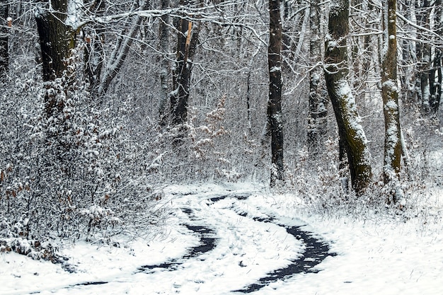 Foresta invernale con una strada tra gli alberi innevati