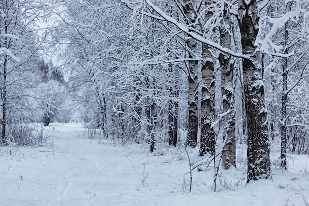 Foresta invernale coperta di neve