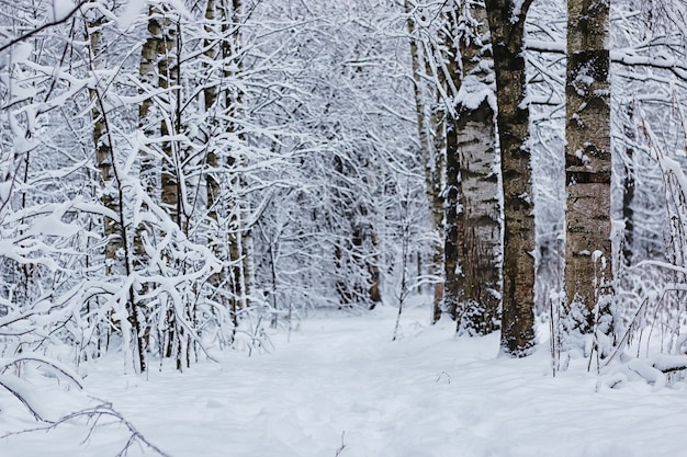 Foresta invernale coperta di neve