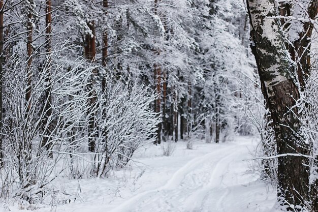 Foresta invernale coperta di neve