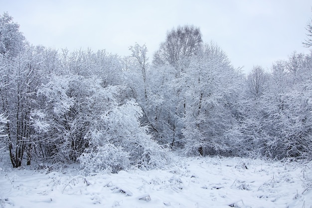 Foresta invernale coperta di neve