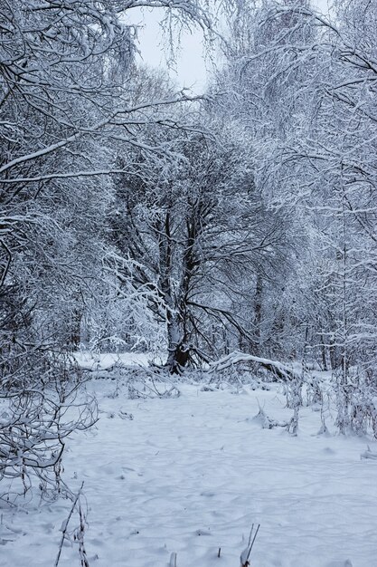 Foresta invernale coperta di neve