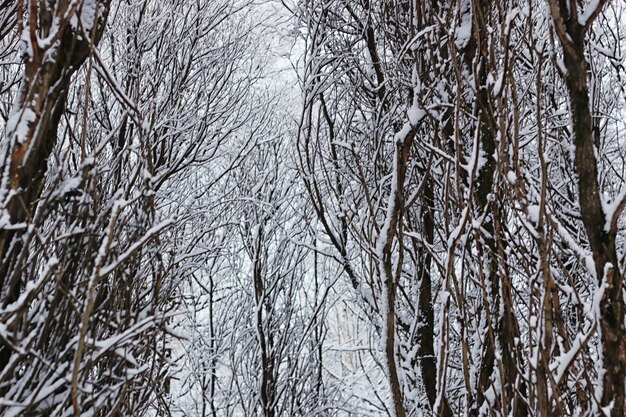 Foresta invernale coperta di neve